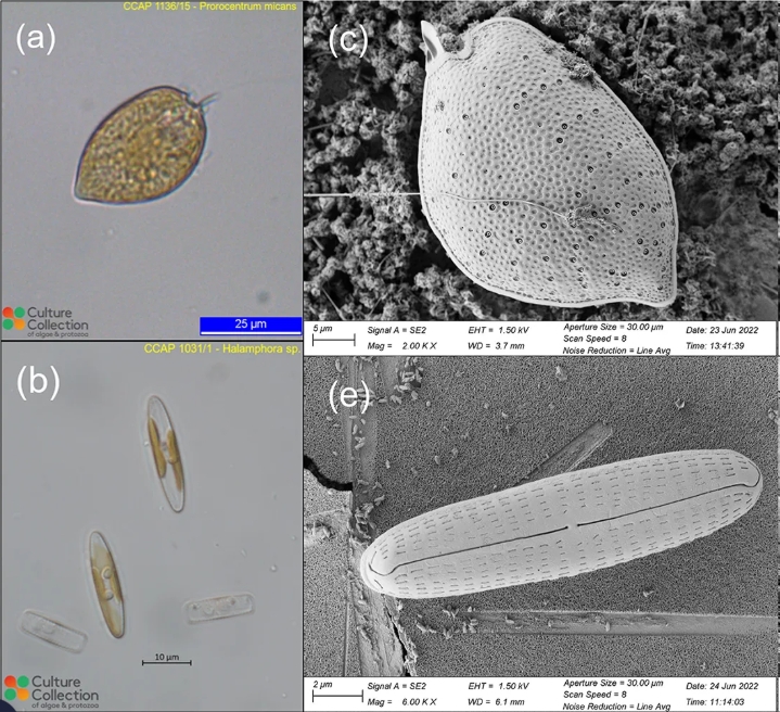 Generating open-source 3D phytoplankton models by integrating photogrammetry with scanning electron microscopy