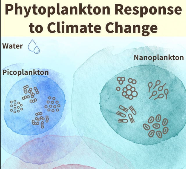 Coupling ecological concepts with an ocean-colour model: Parameterisation and forward modelling